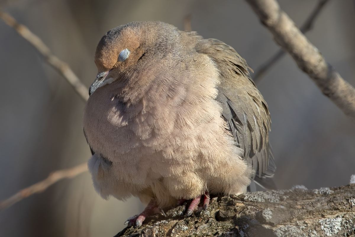 tourterelle-triste-mourning dove